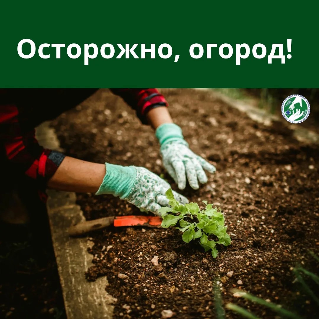 Лето — время работ на участке, но вместе с урожаем можно получить и травму, и недомогание.